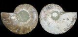 Cut & Polished Fossil Ammonite - Madagascar #45496-1